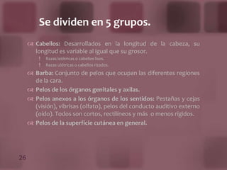 No tiene vasos sanguíneos ni linfáticos.