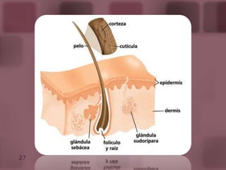 Histológicamente cuenta con 4 capas muy definidas: