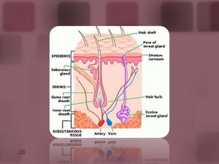 Estrato Basal: Presenta células en mitosis, se encarga de la renovación epidérmica.
