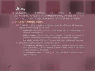 Estrato Espinoso: Células con proyecciones cortas extendidas de una célula a otra, 