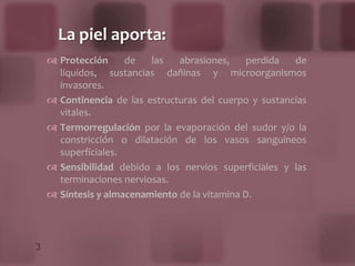 Es una membrana que envuelve el cuerpo en su totalidad  y contiene en su espesor toda una serie de pequeños aparatos nerviosos destinados a recoger las impresiones llamadas táctiles.La piel aporta:Protección de las abrasiones, perdida de líquidos, sustancias dañinas y microorganismos invasores.