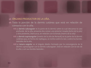 Estrato Granuloso: Células con gránulos abundantes.