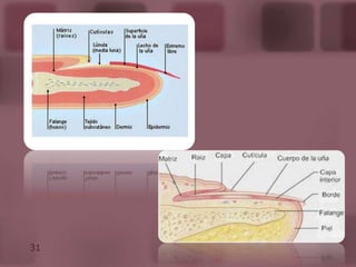 Estrato Córneo: Células queratinizadas.