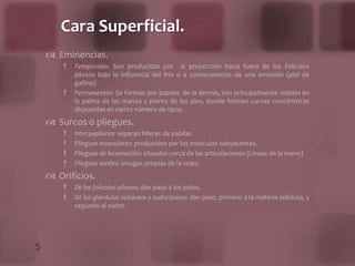 Termorregulación por la evaporación del sudor y/o la constricción o dilatación de los vasos sanguíneos superficiales.