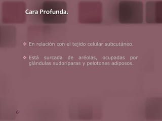 Sensibilidad debido a los nervios superficiales y las terminaciones nerviosas.