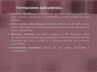 Síntesis y almacenamiento de la vitamina D.Clasificación:Piel Gruesa:  Piel carente de pelos.