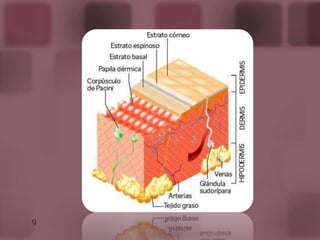 Temporales: Son producidas por  la proyección hacia fuera de los folículos pilosos bajo la influencia del frío o a consecuencias de una emoción (piel de gallina)