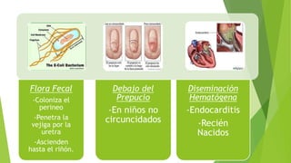 Flora Fecal
-Coloniza el
perineo
-Penetra la
vejiga por la
uretra
-Ascienden
hasta el riñón.
Debajo del
Prepucio
-En niños no
circuncidados
Diseminación
Hematógena
-Endocarditis
-Recién
Nacidos
 