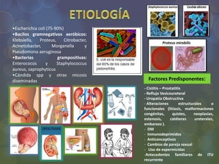 - Cistitis – Prostatitis
- Reflujo Vesicoureteral
- Uropatía Obstructiva
- Alteraciones estructurales o
funcionales (litiasis, malformaciones
congénitas, quistes, neoplasias,
estenosis, catéteres ureterales,
embarazo ).
- DM
- Inmunodeprimidos
- Anticonceptivos
- Cambios de pareja sexual
- Uso de espermicidas
-Antecedentes familiares de ITU
recurrente
•Escherichia coli (75-90%)
•Bacilos gramnegativos aeróbicos:
Klebsiella, Proteus, Citrobacter,
Acinetobacter, Morganella y
Pseudomona aeruginosa
•Bacterias grampositivas:
Enterococos y Staphylococcus
aureus, saprophyticus
•Cándida spp y otras micosis
diseminadas Factores Predisponentes:
 