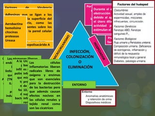 INFECCIÓN,
COLONIZACIÓN
O
ELIMINACIÓN
ENTORNO
Factores de Virulencia
bacteriana:
Tres antígenos bacterianos de la
E. Coli
- Antígeno O (somático o de
superficie celular)
- H (flagelar)
- K (capsular) que favorecen la
presencia de ITU recurrente.
- Así como el lipopolisacárido A
Por lo general el vaciado de la vejiga elimina
cualquier bacteria que ingrese allí. Sin
embargo a veces ciertas condiciones
interfieren con este flujo y por lo tanto
predisponen a ITU
Los tumores, los cálculos, los
divertículos vesicales, las
malformaciones anatómicas y la
HBP pueden impedir el flujo
urinario
Las malformaciones anatómicas, al
igual que la vejiga neurogénica,
pueden evitar el vaciamiento
completo de la vejiga, lo que
predispone a las bacterias a
permanecer y multiplicarse en la orina
residual
Durante el embarazo se produce una
obstrucción parcial al flujo urinario
debido al agrandamiento del útero y
el útero dilatado y el descenso de la
actividad peristáltica de la vejiga
estimulan el reflujo.
Predisposición genética que
favorece la ITU de repetición
Adhesinas que se ligan a los
receptores de la superficie del
epitelio urinario, como las
fimbrias P presentes sobre los
glucolípidos en la pared celular
bacteriana.
Aerobactina
hemolisina
citocinas
proteasas
Ureasa
Gérmenes traspasan la
barrera vesicoureteral
tardan 6 horas en
colonizar el
parénquima renal.
Aunque las bacterias se
multiplican y duplican
cada 20 minutos, el
epitelio todavía es
normal a las 24 h.
Los gérmenes liberan
endotoxinas, se activan
los macrófagos,
linfocitos y otras células
que liberan citocinas
(TNF, PDGE, IL-1, IL-2,
IL-6), leucotrienos,
tromboxano,
prostaglandinas e
inducen producción de
oxido nítrico
A las 48 horas se
produce la
infiltración de los
polimorfonucleares
que infiltran los
túbulos y se
manifiestan
fenómenos de
destrucción
bacteriana y lesión
tisular.
Un inoculo
bacteriano pequeño
es capaz de producir
infección medular,
mientras que es
preciso un número
de microorganismos
10.000 veces
superior para
infectar la corteza
renal.
Las células
inflamatorias liberan
radicales libres de
oxígeno y enzimas
que son esenciales
para la destrucción
de las bacterias pero
que además causan
efectos nocivos en
las células renales y
tejido renal como
son las cicatrices
 