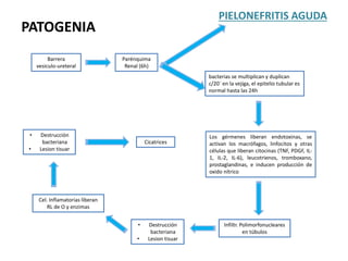 Barrera
vesiculo-ureteral
Parénquima
Renal (6h)
bacterias se multiplican y duplican
c/20´ en la vejiga, el epitelio tubular es
normal hasta las 24h
Los gérmenes liberan endotoxinas, se
activan los macrófagos, linfocitos y otras
células que liberan citocinas (TNF, PDGF, IL-
1, IL-2, IL-6), leucotrienos, tromboxano,
prostaglandinas, e inducen producción de
oxido nítrico
Infiltr. Polimorfonucleares
en túbulos
• Destrucción
bacteriana
• Lesion tisuar
Cel. Inflamatorias liberan
RL de O y enzimas
• Destrucción
bacteriana
• Lesion tisuar
Cicatrices
PIELONEFRITIS AGUDA
PATOGENIA
 