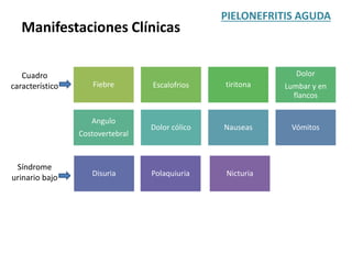 Manifestaciones Clínicas
Fiebre Escalofrios tiritona
Dolor
Lumbar y en
flancos
Angulo
Costovertebral
Dolor cólico Nauseas Vómitos
Disuria Polaquiuria Nicturia
PIELONEFRITIS AGUDA
Cuadro
característico
Síndrome
urinario bajo
 