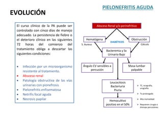 EVOLUCIÓN
PIELONEFRITIS AGUDA
El curso clínico de la PA puede ser
controlado con cinco días de manejo
adecuado. La persistencia de fiebre o
el deterioro clínico en las siguientes
72 horas del comienzo del
tratamiento obliga a descartar las
siguientes condiciones:
 Infección por un microorganismo
resistente al tratamiento.
 Absceso renal
 Patología obstructiva de las vías
urinarias con pionefrosis
 Pielonefritis enfisematosa
 Netrifis focal aguda
 Necrosis papilar
S. Aureus Cálculo
Absceso Renal y/o perinefrítico
Hematógena Obstrucción
Bacteremia y Sx
Urinario Bajo
Ángulo CV sensibles a
percusión
Masa lumbar
palpable
Leucocitosis
Bacteriuria
Piuria
Hemocultivo
positivo en el 50%
 TC, ecografía,
urografía.
 Tx prolongado
 Alta mortalidad
 Requieren cirugía o
drenaje percutáneo
DIABÉTICOS
 