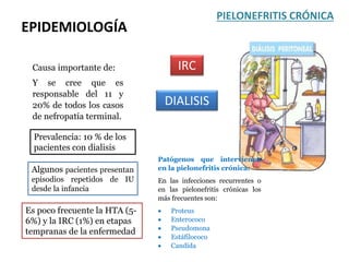 EPIDEMIOLOGÍA
PIELONEFRITIS CRÓNICA
IRC
DIALISIS
Causa importante de:
Y se cree que es
responsable del 11 y
20% de todos los casos
de nefropatía terminal.
Prevalencia: 10 % de los
pacientes con dialisis
Algunos pacientes presentan
episodios repetidos de IU
desde la infancia
Es poco frecuente la HTA (5-
6%) y la IRC (1%) en etapas
tempranas de la enfermedad
Patógenos que intervienen
en la pielonefritis crónica:
En las infecciones recurrentes o
en las pielonefritis crónicas los
más frecuentes son:
 Proteus
 Enterococo
 Pseudomona
 Estáfilococo
 Candida
 