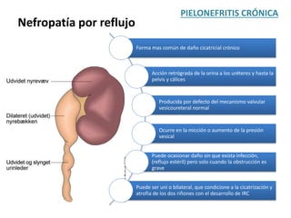 PIELONEFRITIS CRÓNICA
Nefropatía por reflujo
Forma mas común de daño cicatricial crónico
Acción retrógrada de la orina a los uréteres y hasta la
pelvis y cálices
Producida por defecto del mecanismo valvular
vesicoureteral normal
Ocurre en la micción o aumento de la presión
vesical
Puede ocasionar daño sin que exista infección,
(reflujo estéril) pero solo cuando la obstrucción es
grave
Puede ser uni o bilateral, que condicione a la cicatrización y
atrofia de los dos riñones con el desarrollo de IRC
 