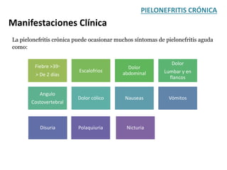 PIELONEFRITIS CRÓNICA
Manifestaciones Clínica
La pielonefritis crónica puede ocasionar muchos síntomas de pielonefritis aguda
como:
Fiebre >39◦
> De 2 días
Escalofrios
Dolor
abdominal
Dolor
Lumbar y en
flancos
Angulo
Costovertebral
Dolor cólico Nauseas Vómitos
Disuria Polaquiuria Nicturia
 