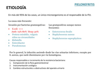 En más del 95% de los casos, un único microorganismo es el responsable de la ITU.
ETIOLOGÍA
PIELONEFRITIS
La causa más frecuente:
Invasión por bacterias gramnegativas:
 E.coli +++
Amb: 75%-80% Hosp: 50%
 Proteus mirabilis, vulgaris
niños no circuncidados
 Klebsiella
 Enterobacter
 Pseudomonas
Las grampositivas aunque menos
frecuentes:
 Enterococcus fecalis
 Staphylococcus aureus
 Staphylococcus saprophyticos
Por lo general, la infección asciende desde las vías urinarias inferiores, excepto por
S. aureus, que suele diseminarse por vía hematógena.
Causas responsables e incremento de la resistencia bacteriana:
1. Composición de la flora gastrointestinal
2. Instrumentación urológica
3. Cambios estructurales u obstructivos del aparato urinario
 