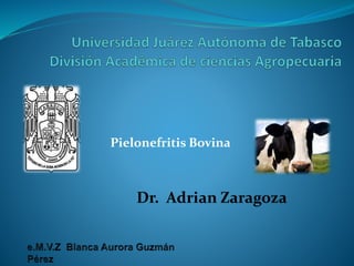 Pielonefritis Bovina
Dr. Adrian Zaragoza
 