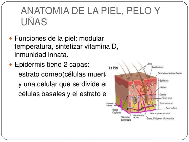 La máscara para los cabellos del jugo de la cebolla de la caída de los cabello