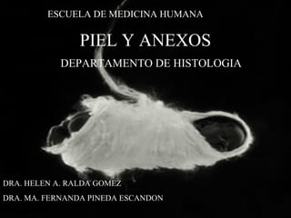 PIEL Y ANEXOS
DEPARTAMENTO DE HISTOLOGIA
DRA. HELEN A. RALDA GOMEZ
DRA. MA. FERNANDA PINEDA ESCANDON
ESCUELA DE MEDICINA HUMANA
 