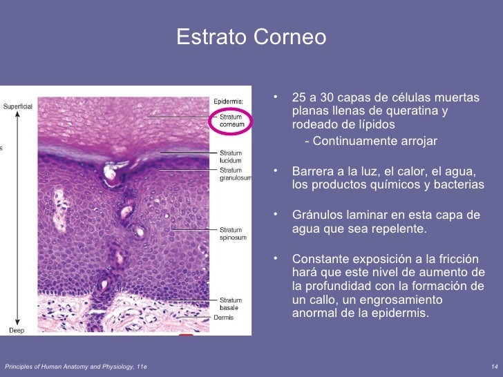 córneo escolta piel oscura córneo escolta piel oscura
