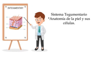 Sistema Tegumentario
*Anatomía de la piel y sus
células.
 