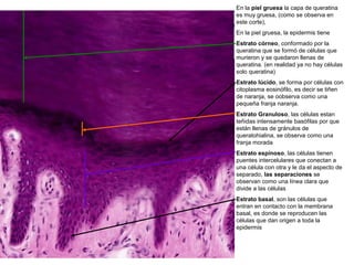 En la piel gruesa la capa de queratina
es muy gruesa, (como se observa en
este corte),
En la piel gruesa, la epidermis tiene
Estrato córneo, conformado por la
queratina que se formó de células que
murieron y se quedaron llenas de
queratina. (en realidad ya no hay células
solo queratina)
Estrato lúcido, se forma por células con
citoplasma eosinófilo, es decir se tiñen
de naranja, se oobserva como una
pequeña franja naranja.
Estrato Granuloso, las células estan
teñidas intensamente basófilas por que
están llenas de gránulos de
queratohialina, se observa como una
franja morada
Estrato espinoso, las células tienen
puentes intercelulares que conectan a
una célula con otra y le da el aspecto de
separado, las separaciones se
observan como una línea clara que
divide a las células
Estrato basal, son las células que
entran en contacto con la membrana
basal, es donde se reproducen las
células que dan origen a toda la
epidermis
 