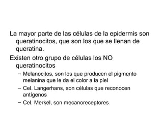 La mayor parte de las células de la epidermis son
queratinocitos, que son los que se llenan de
queratina.
Existen otro grupo de células los NO
queratinocitos
– Melanocitos, son los que producen el pigmento
melanina que le da el color a la piel
– Cel. Langerhans, son células que reconocen
antígenos
– Cel. Merkel, son mecanoreceptores
 