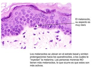 Los melanocitos se ubican en el estrato basal y emiten
prolongaciones hacia los queratinocitos, a los cuales le
“inyectan” la melanina. Las personas morenas NO
tienen más melanocitos, lo que ocurre es que estos son
más activos.
El melanocito,
su aspecto es
muy claro
 