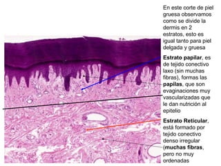 En este corte de piel
gruesa observamos
como se divide la
dermis en 2
estratos, esto es
igual tanto para piel
delgada y gruesa
Estrato papilar, es
de tejido conectivo
laxo (sin muchas
fibras), formas las
papilas, que son
evaginaciones muy
vascularizadas que
le dan nutrición al
epitelio
Estrato Reticular,
está formado por
tejido conectivo
denso irregular
(muchas fibras,
pero no muy
ordenadas
 