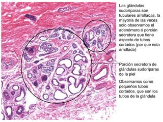 Las glándulas
sudoríparas son
tubulares arrolladas, la
mayoría de las veces
solo observamos el
adenómero ó porción
secretora que tiene
aspecto de tubos
cortados (por que esta
arrollada)
Porción secretora de
glándulas sudoríparas
de la piel
Observamos como
pequeños tubos
cortados, que son los
tubos de la glándula
 