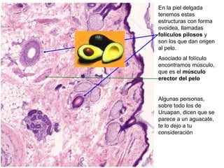En la piel delgada
tenemos estas
estructuras con forma
ovoidea, llamadas
folículos pilosos y
son los que dan origen
al pelo.
Asociado al folículo
encontramos músculo,
que es el músculo
erector del pelo
Algunas personas,
sobre todo los de
Uruapan, dicen que se
parece a un aguacate,
te lo dejo a tu
consideración
 