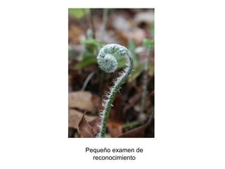 Pequeño examen de
reconocimiento
 