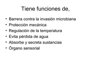 Tiene funciones de,
• Barrera contra la invasión microbiana
• Protección mecánica
• Regulación de la temperatura
• Evita pérdida de agua
• Absorbe y secreta sustancias
• Órgano sensorial
 