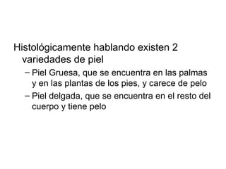 Histológicamente hablando existen 2
variedades de piel
– Piel Gruesa, que se encuentra en las palmas
y en las plantas de los pies, y carece de pelo
– Piel delgada, que se encuentra en el resto del
cuerpo y tiene pelo
 
