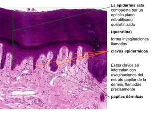 La epidermis está
compuesta por un
epitelio plano
estratificado
queratinizado
(queratina)
forma invaginaciones
llamadas
clavos epidermicos
Estos clavos se
intercalan con
evaginaciones del
estrato papilar de la
dermis, llamadas
precisamente
papilas dérmicas
 