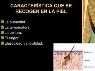 CARACTERÍSTICA QUE SE RECOGEN EN LA PIEL La humedad. La temperatura. La textura.  El turgor. Elasticidad y movilidad. 