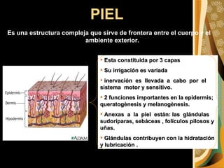 PIEL   Es una estructura compleja que sirve de frontera entre el cuerpo y el ambiente exterior.  Esta constituida por 3 capas Su irrigación es variada  inervación  es  llevada  a  cabo  por  el sistema  motor y sensitivo.  2 funciones importantes en la epidermis; queratogènesis y melanogènesis. Anexas  a  la  piel  están: las  glándulas sudoríparas, sebáceas , folículos pilosos y uñas.  Glándulas contribuyen con la hidratación y lubricación .  