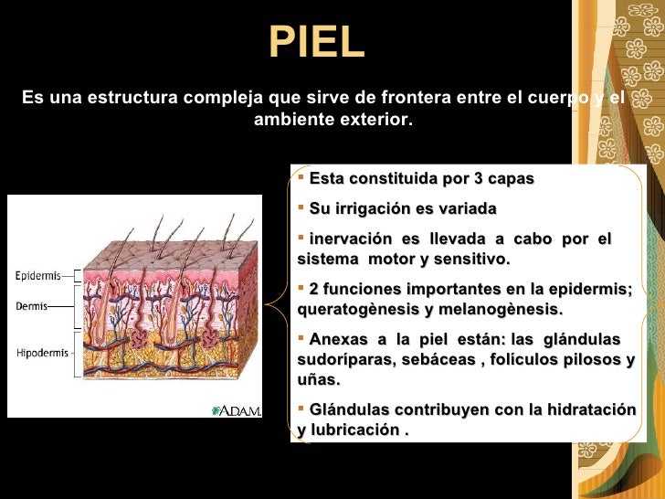 Piel y anexos