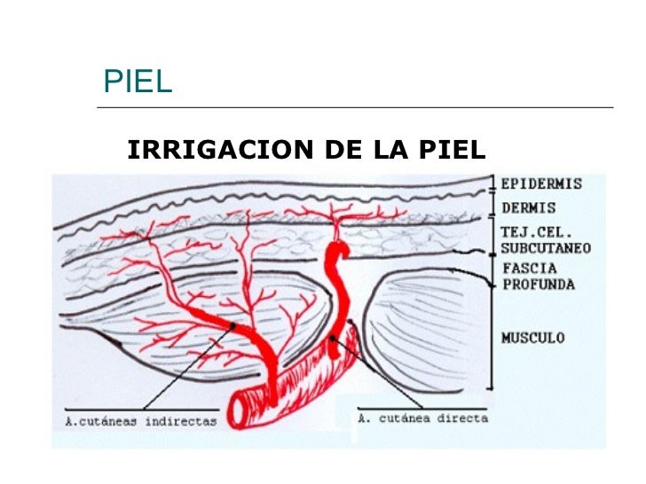 Piel y anexos