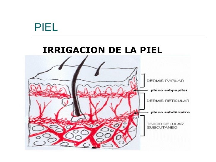 Piel y anexos