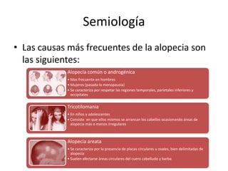 Semiología 
• Las causas más frecuentes de la alopecia son 
las siguientes: 
Alopecia común o androgénica 
•Mas frecuente en hombres 
•Mujeres (pasada la menopausia) 
• Se caracteriza por respetar las regiones temporales, parietales inferiores y 
occipitales 
Tricotilomania 
• En niños y adolescentes 
• Consiste en que ellos mismos se arrancan los cabellos ocasionando áreas de 
alopecia más o menos irregulares 
Alopecia areata 
• Se caracteriza por la presencia de placas circulares u ovales, bien delimitadas de 
alopecia 
• Suelen afectarse áreas circulares del cuero cabelludo y barba 
 