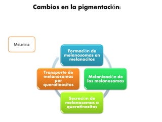 Cambios en la pigmentación: 
Formación de 
melanosomas en 
melanocitos 
Melanización de 
los melanosomas 
Transporte de 
melanosomas 
Secreción de 
melanosomas a 
queratinocitos 
por 
queratinocitos 
Melanina 
 
