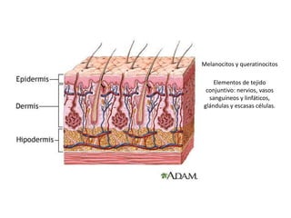 Melanocitos y queratinocitos 
Elementos de tejido 
conjuntivo: nervios, vasos 
sanguíneos y linfáticos, 
glándulas y escasas células. 
 