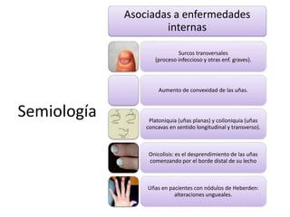 Semiología 
Asociadas a enfermedades 
internas 
Surcos transversales 
(proceso infeccioso y otras enf. graves). 
Aumento de convexidad de las uñas. 
Platoniquia (uñas planas) y coiloniquia (uñas 
concavas en sentido longitudinal y transverso). 
Onicolisis: es el desprendimiento de las uñas 
comenzando por el borde distal de su lecho 
Uñas en pacientes con nódulos de Heberden: 
alteraciones ungueales. 
 