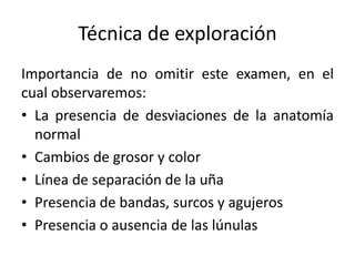 Técnica de exploración 
Importancia de no omitir este examen, en el 
cual observaremos: 
• La presencia de desviaciones de la anatomía 
normal 
• Cambios de grosor y color 
• Línea de separación de la uña 
• Presencia de bandas, surcos y agujeros 
• Presencia o ausencia de las lúnulas 
 