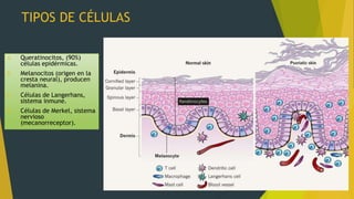 TIPOS DE CÉLULAS
A. Queratinocitos, (90%)
células epidérmicas.
B. Melanocitos (origen en la
cresta neural), producen
melanina.
C. Células de Langerhans,
sistema inmune.
D. Células de Merkel, sistema
nervioso
(mecanorreceptor).
 