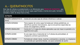 A.- QUERATINOCITOS
Este tipo de células es predominante y se diferencian para PRODUCIR QUERATINA, que
da como resultado la formación de las capas superficiales e inertes de la piel, formado 5
estrados a saber de abajo hacia arriba.
ESTRATO
ESTRATO GERMINATIVO O
BASAL
Consta de una sola capa de células cilíndricas o cubicas
ESTRATO ESPINOSO Tiene espesor de varias capas formadas por células poliédricas, se
identifican puentes intercelulares, aquí se encuentran esparcidas las
celular de Langerhans y Merkel
ESTRATO GRANULOSO Consta de 3 a 5 capas de células aplanadas cuyo eje mayor es paralelo a la
superficie de la piel.
ESTRATO LÚCIDO Es una capa clara y traslucida de 3 a 5 células de profundidad, el
citoplasma contiene queratohialina
ESTRATO CÓRNEO Formada por celular claras, muertas y semejantes a escamas, su citoplasma
es sustituido por queratina blanda, con poco contenido de azufre
 