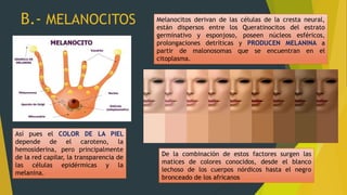 B.- MELANOCITOS Melanocitos derivan de las células de la cresta neural,
están dispersos entre los Queratinocitos del estrato
germinativo y esponjoso, poseen núcleos esféricos,
prolongaciones detríticas y PRODUCEN MELANINA a
partir de malonosomas que se encuentran en el
citoplasma.
Así pues el COLOR DE LA PIEL
depende de el caroteno, la
hemosiderina, pero principalmente
de la red capilar, la transparencia de
las células epidérmicas y la
melanina.
De la combinación de estos factores surgen las
matices de colores conocidos, desde el blanco
lechoso de los cuerpos nórdicos hasta el negro
bronceado de los africanos
 