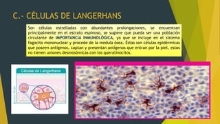 C.- CÉLULAS DE LANGERHANS
Son células estrelladas con abundantes prolongaciones, se encuentran
principalmente en el estrato espinoso, se sugiere que pueda ser una población
circulante de IMPORTANCIA INMUNOLÓGICA, ya que se incluye en el sistema
fagocito mononuclear y procede de la medula ósea. Éstas son células epidérmicas
que poseen antígenos, captan y presentan antígenos que entran por la piel, estos
no tienen uniones desmosómicas con los queratinocitos.
 